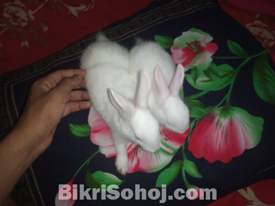 ছোট খরগোশের বাচ্চা। ঘরের পালা
